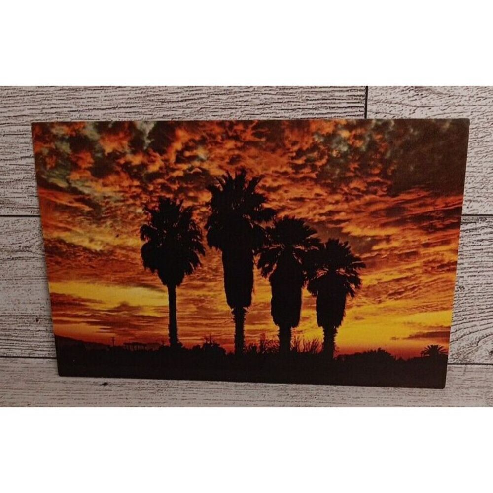 Vintage Postcard Palms in the Sunset Arizona Desert Travel Souvenir Ephemera - Picture 1 of 4